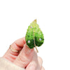 Alloy Green Leaf And Flower Brooch With Electroplating For Women