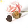 Women's Minimalist Natural Shell Fossil Ring Bright Cut Creative Open Stainless Steel Ring